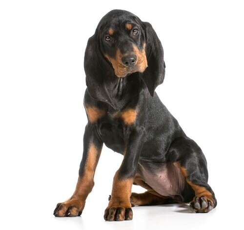 Black & tan hot sale coonhounds for sale